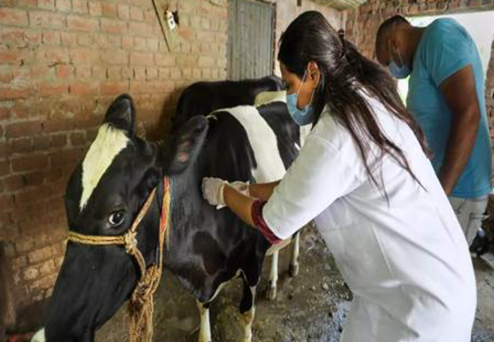 Lumpy Skin Disease under control in India, says Centre; 3,461 active cases