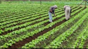 Centre plans tough new seed law; Shivraj Singh Chouhan to consult farmer leaders on September 10