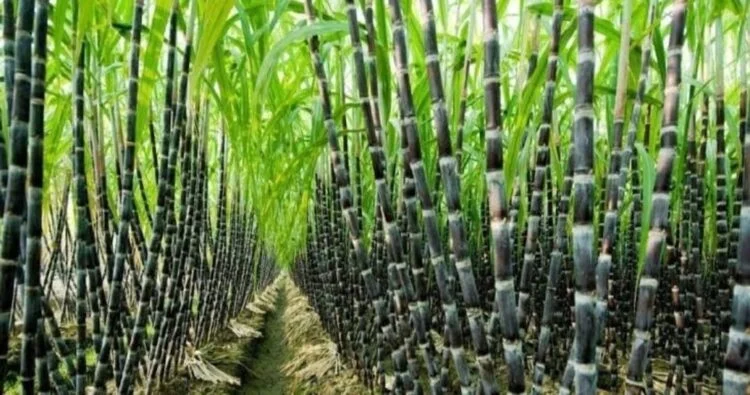 Centre Forms Panel to Address Sugarcane Farmers’ Concerns, Review Sugar Prices