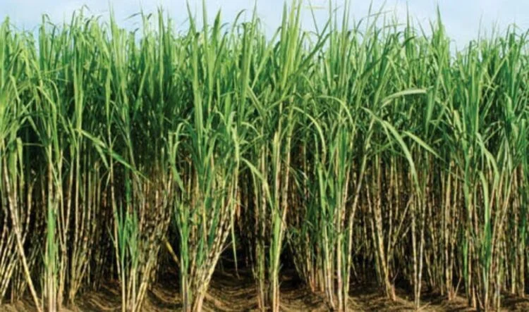 Centre to Form Special Committee to Address Sugarcane Growers’ Issues